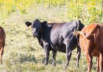 4 Heifers & 1 Cow/calf Pair for Sale