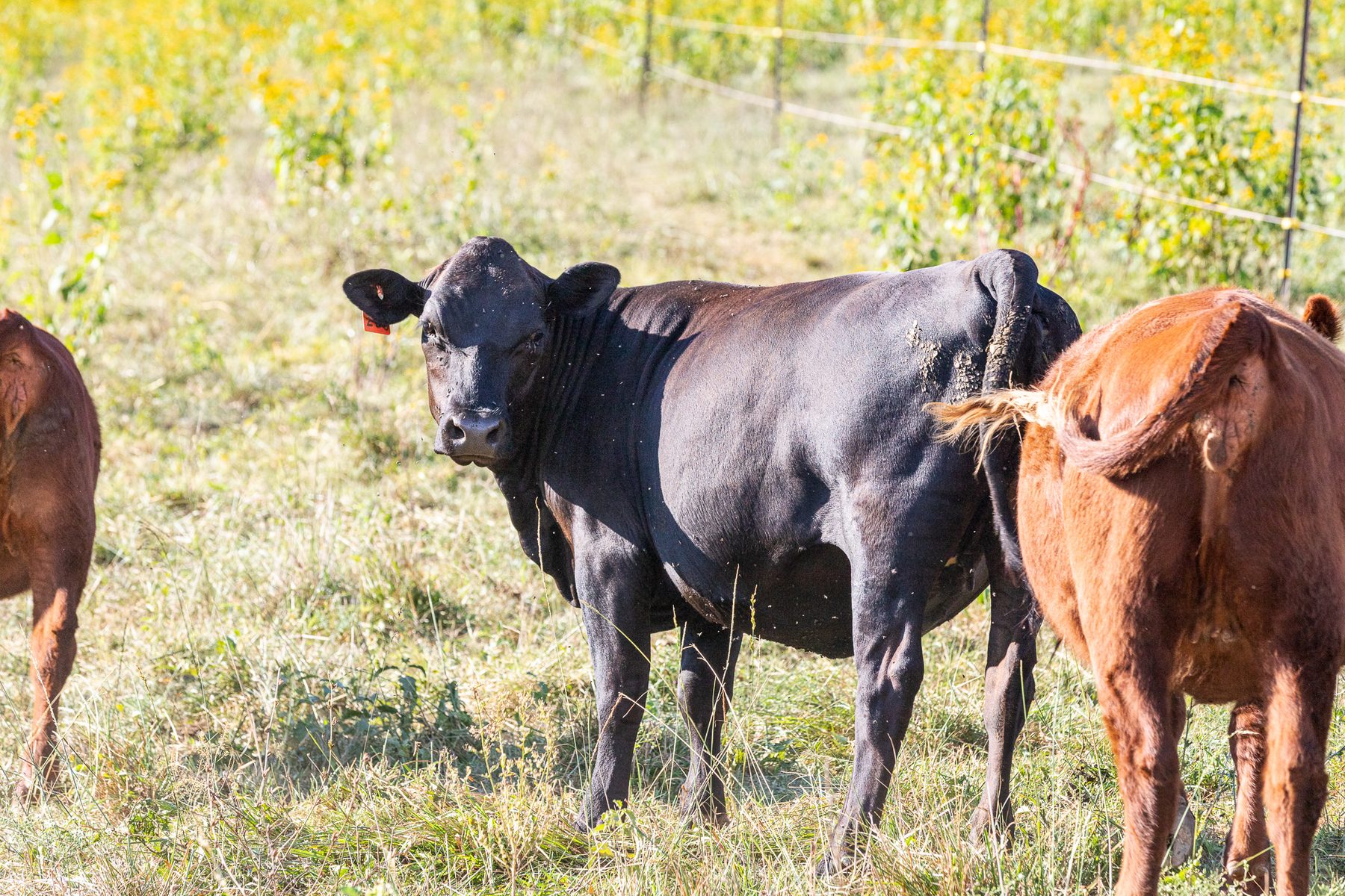 4 Heifers & 1 Cow/calf Pair for Sale