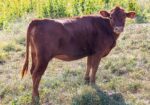 4 Heifers & 1 Cow/calf Pair for Sale