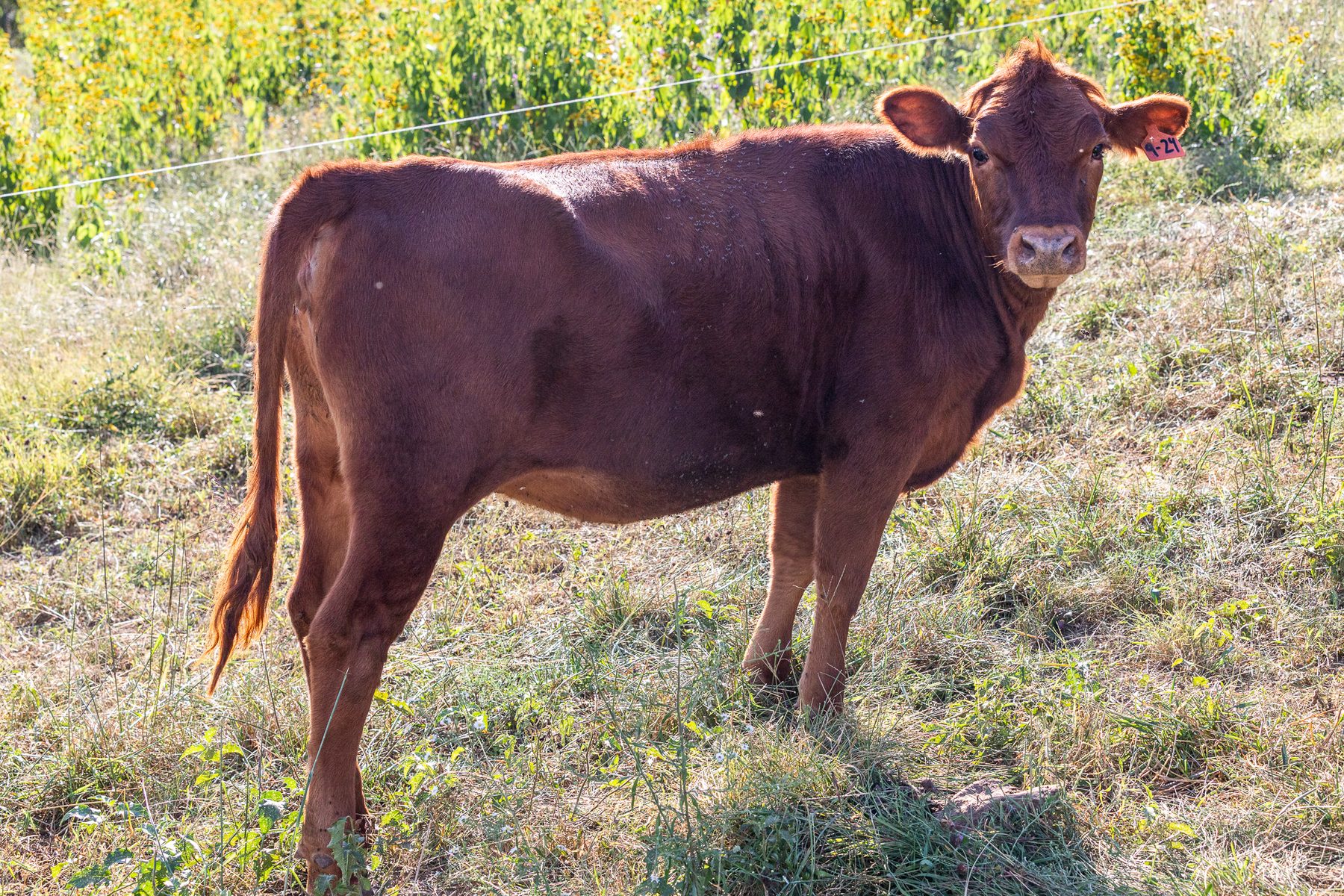 4 Heifers & 1 Cow/calf Pair for Sale