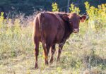 4 Heifers & 1 Cow/calf Pair for Sale