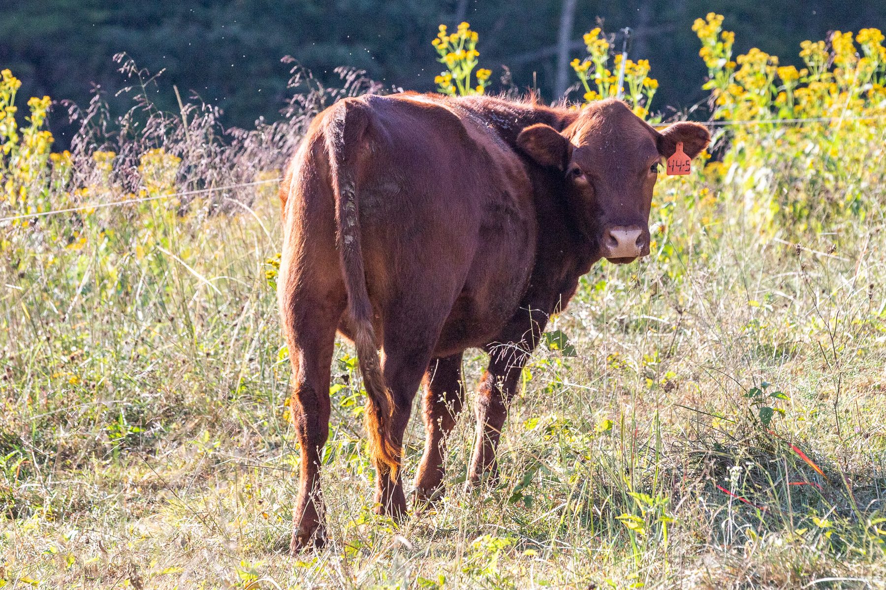 4 Heifers & 1 Cow/calf Pair for Sale