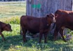 4 South Poll Steers