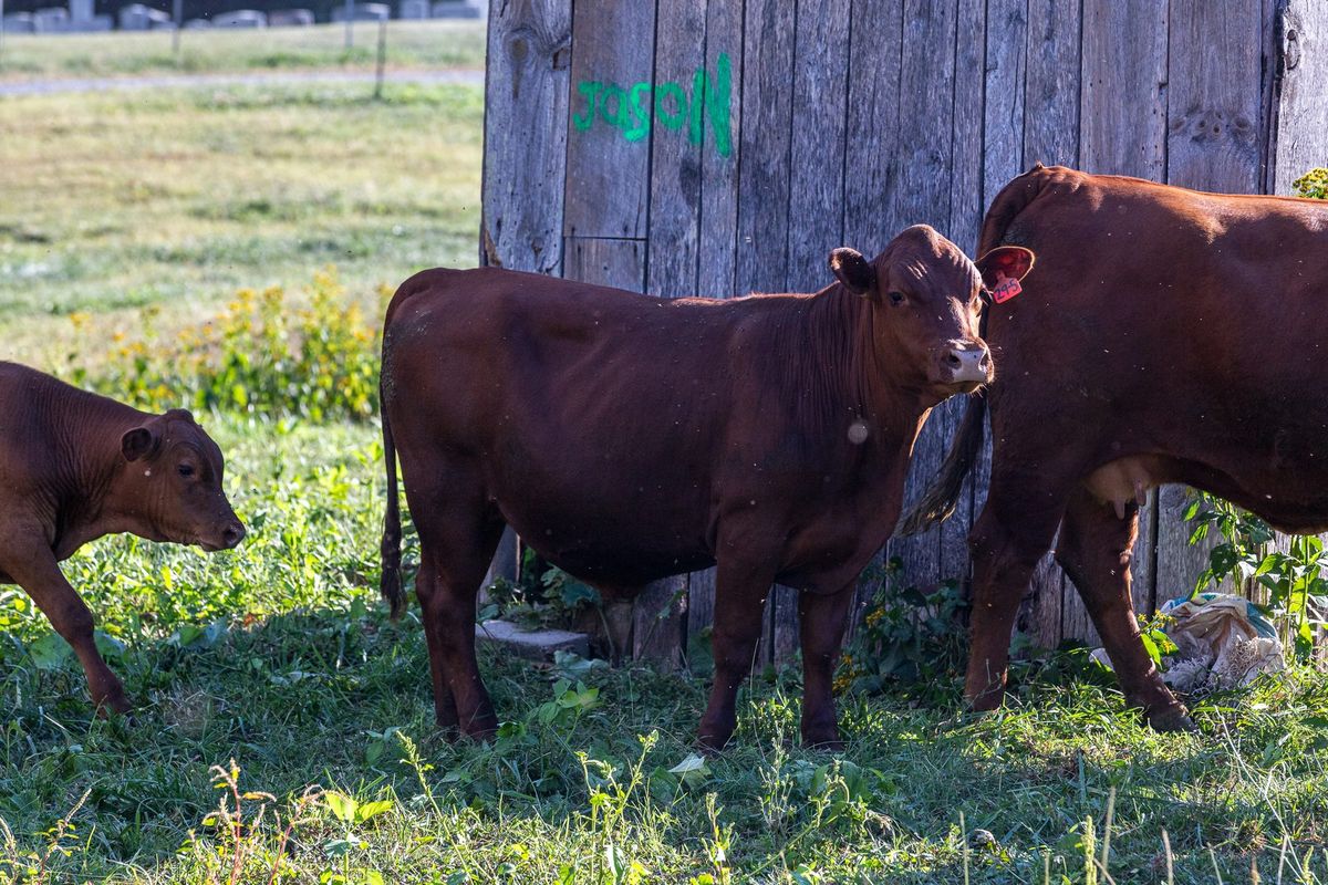 4 South Poll Steers