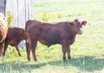 4 South Poll Steers