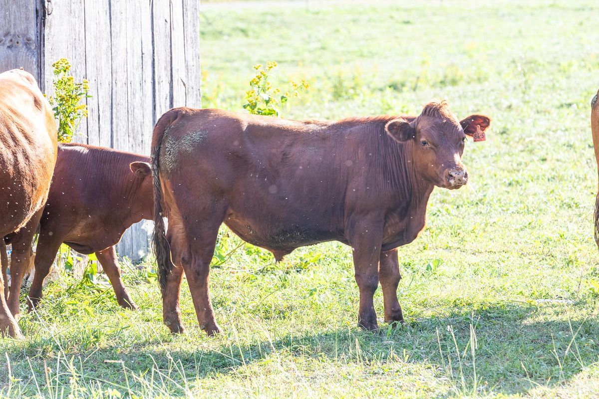 4 South Poll Steers