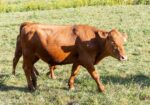4 South Poll Steers