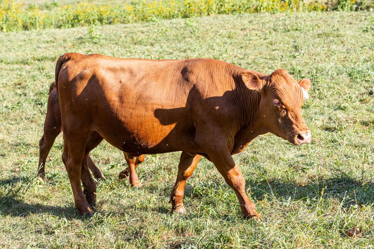 4 South Poll Steers