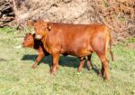 4 South Poll Steers
