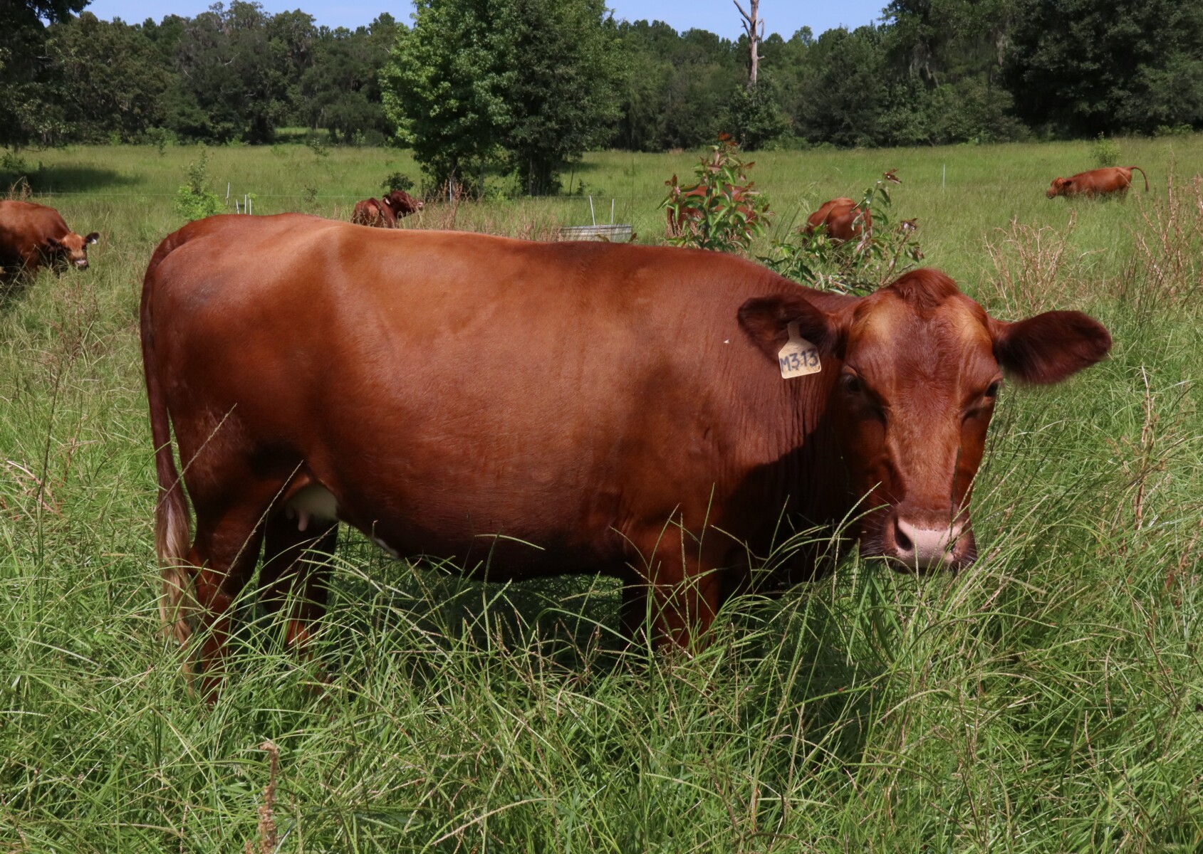 2024 Pregnant FB Registered South Poll Heifer