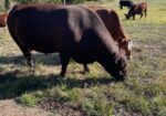 Full blood proven bull