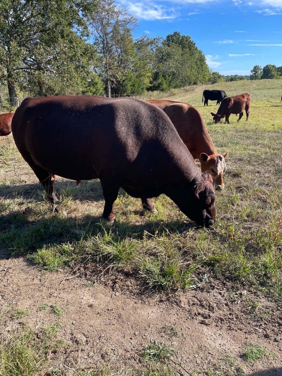 Full blood proven bull
