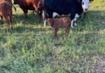 3-in-1 50% cow with a 75% heifer by her side
