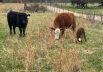 Heifer bred to our Southpoll bull