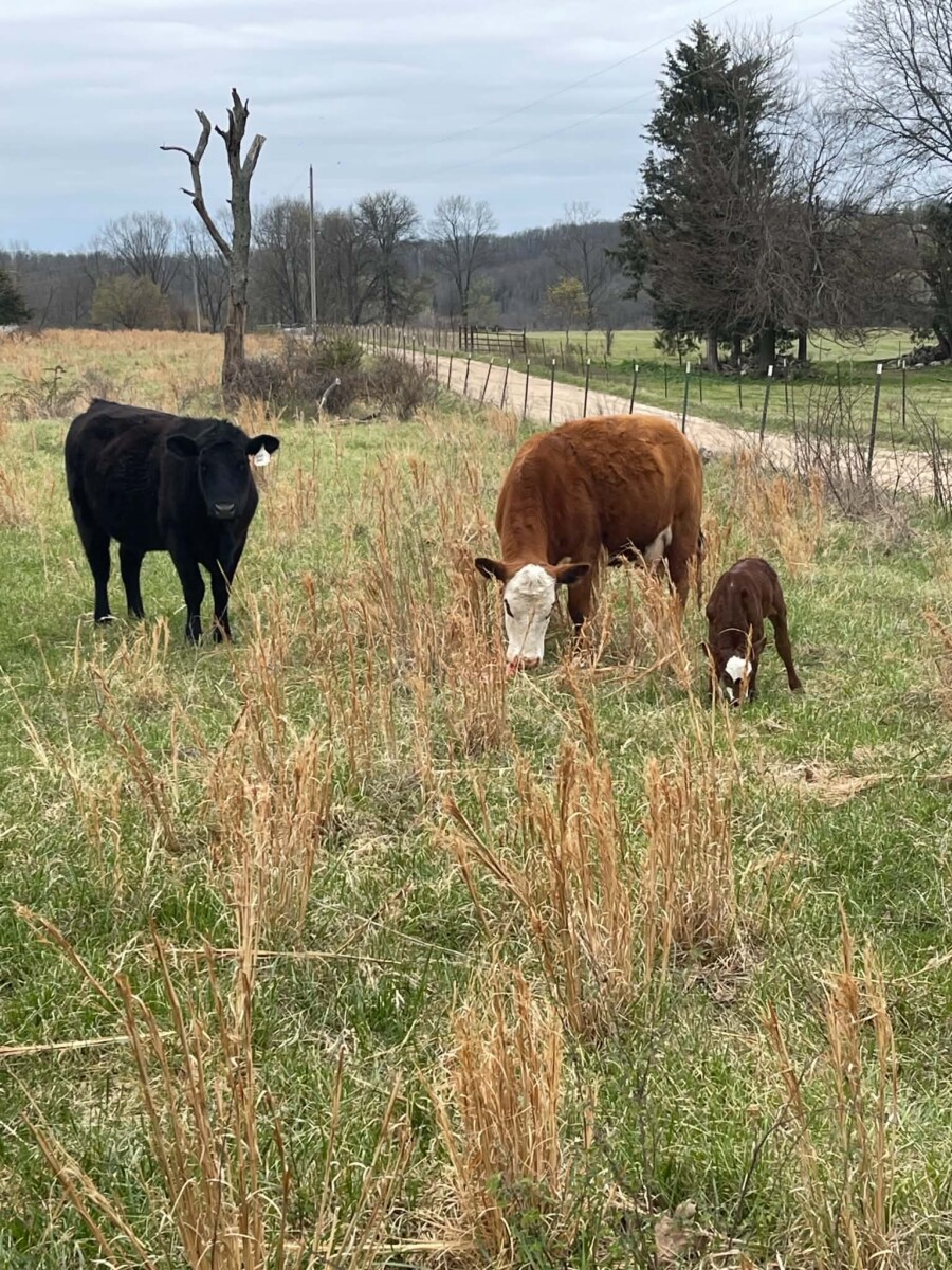 Heifer bred to our Southpoll bull