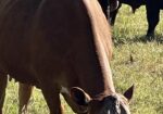 3-in-1 fullblood cow with her heifer calf at her side.