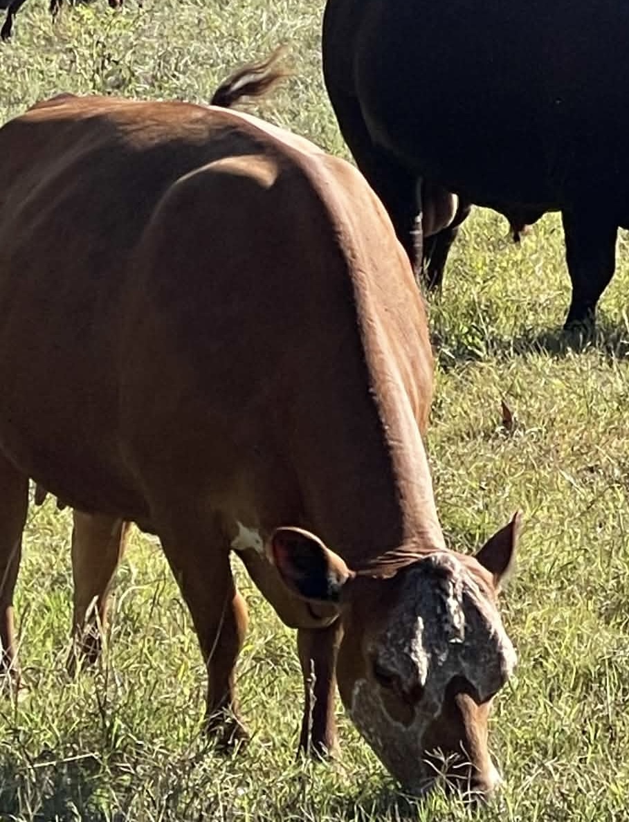 3-in-1 fullblood cow with her heifer calf at her side.