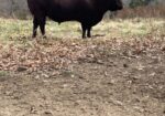 Full blood proven bull