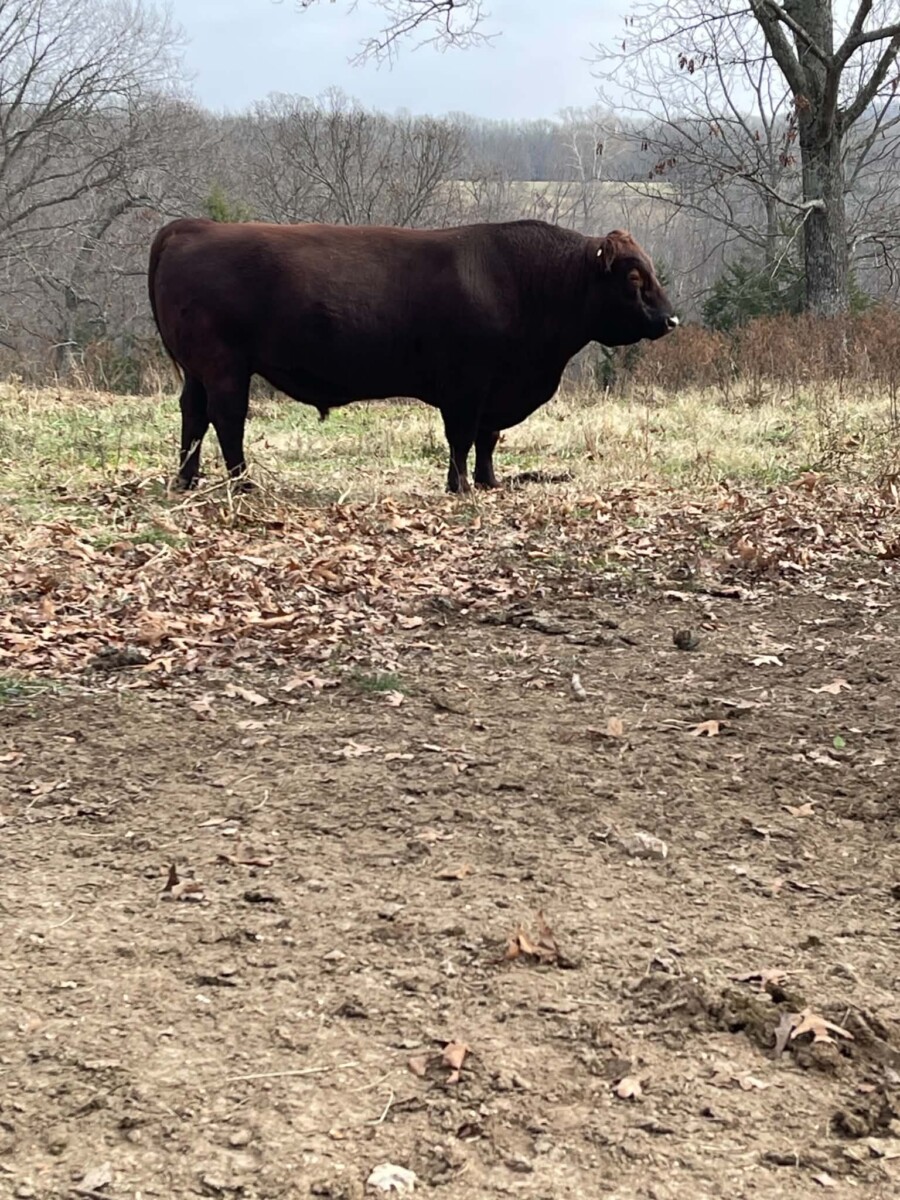 Full blood proven bull