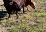 Full blood proven bull