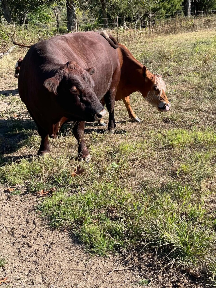 Full blood proven bull