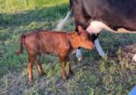 3-in-1 50% cow with a 75% heifer by her side