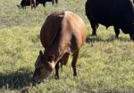 3-in-1 fullblood cow with her heifer calf at her side.