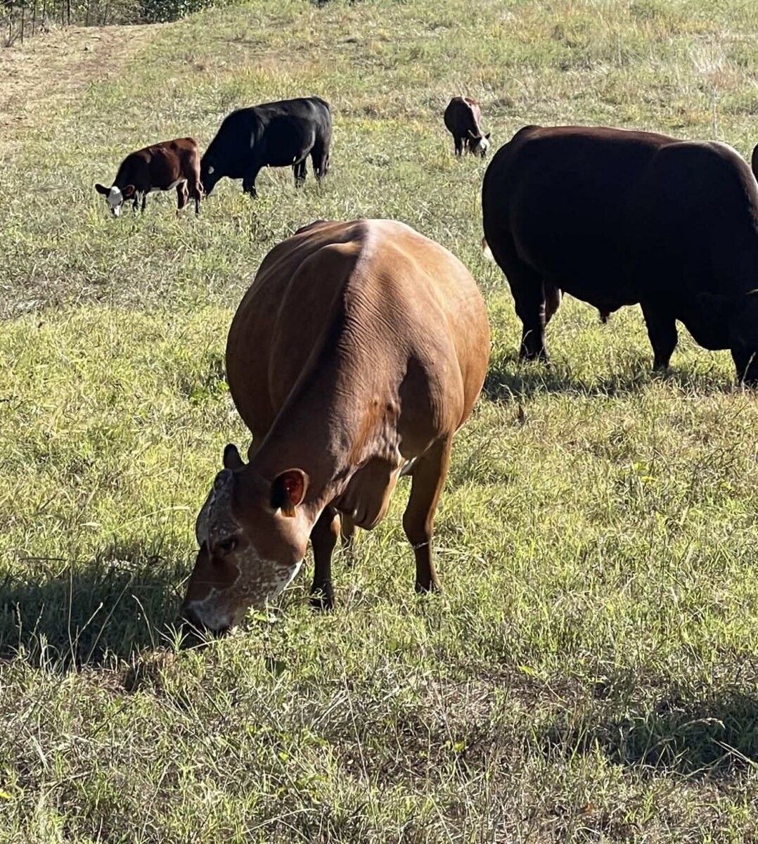 3-in-1 fullblood cow with her heifer calf at her side.
