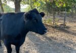Heifer bred to our Southpoll bull