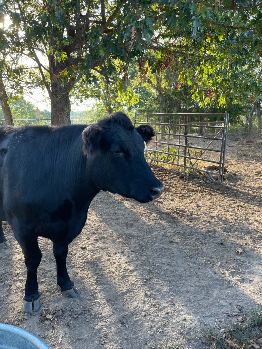 Heifer bred to our Southpoll bull