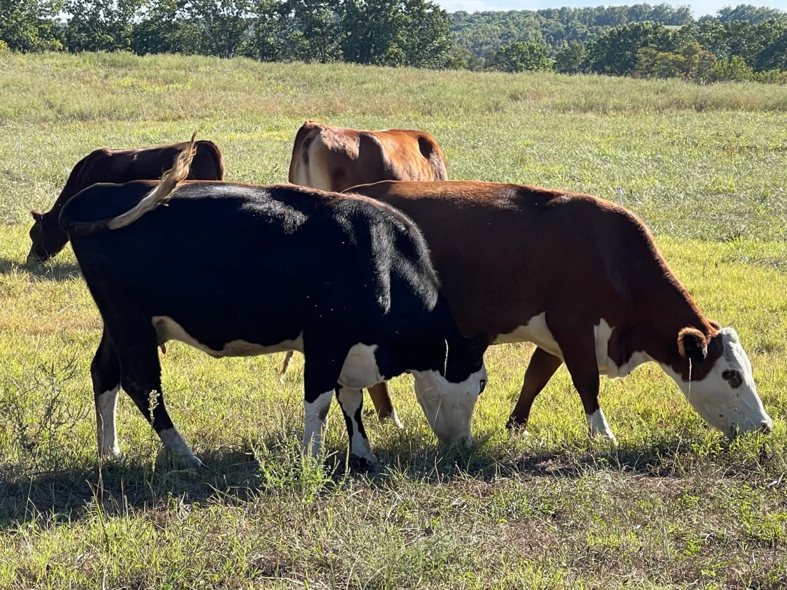 3-in-1 50% cow with a 75% heifer by her side