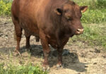 Bull For Sale