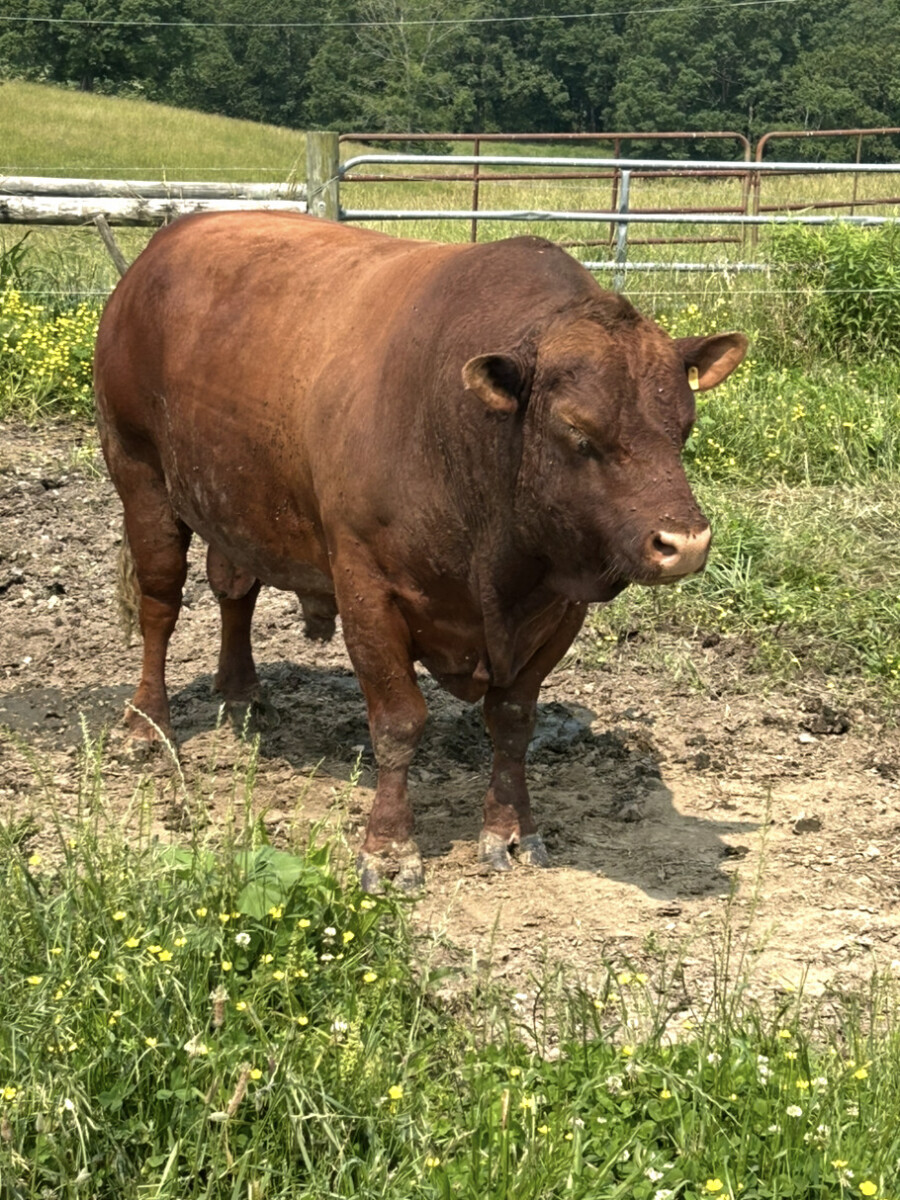 Bull For Sale